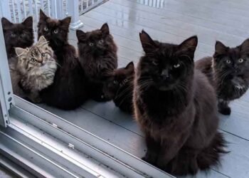 chatte errante porte ses chatons femme aide