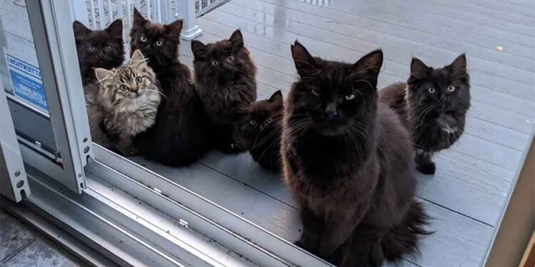 chatte errante porte ses chatons femme aide