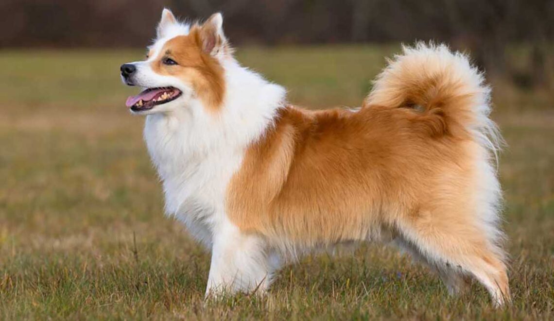 chien Berger islandais