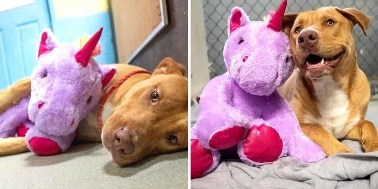 chien Sisu voleur chien licorne change vie adopté