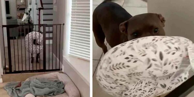 chien apporte propriétaire besoin bébé pleure