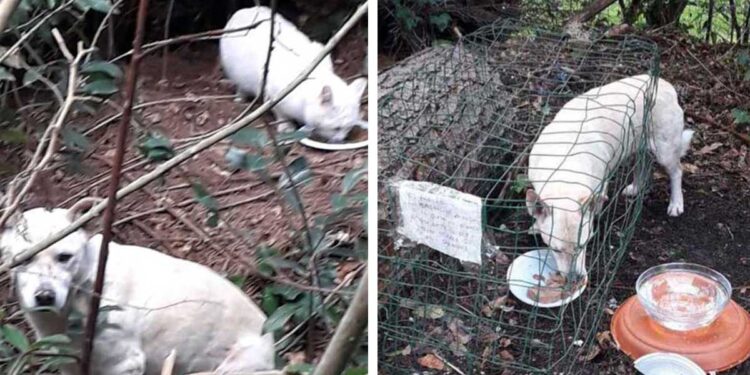 Un chien et un chat inséparables sont retrouvés abandonnés dans un parc 1 chien et chat inséparables retrouvés abandonnés parc