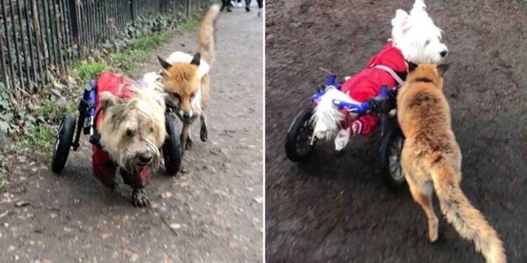 Un chien dans un fauteuil roulant devient un chien-guide pour un renard aveugle 1 chien fauteuil roulant devient guide renard aveugle