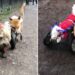 chien fauteuil roulant devient guide renard aveugle