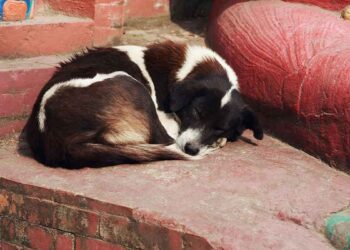 Pourquoi mon chien ne veut-il pas manger ? Causes et conseils 16 chien ne veut pas manger