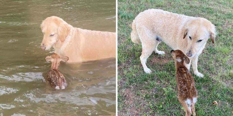 Un chien sauve un faon de la noyade et ils sont maintenant les meilleurs amis 1 chien sauve faon de la noyade