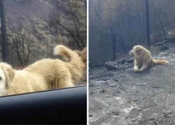 chien survécu feu garde maison