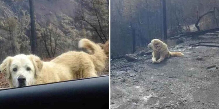 chien survécu feu garde maison