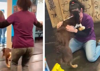 chienne perdue heureuse réunit propriétaire