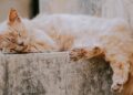 Comment nourrir les chats âgés ? Que devez-vous considérer ? 6 conseils nourrir les chats âgés