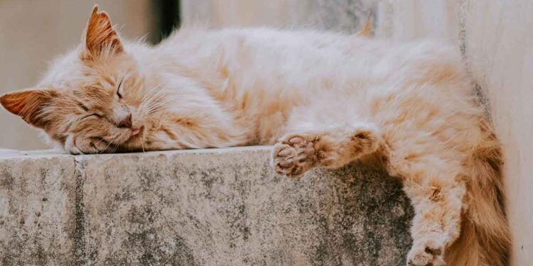 conseils nourrir les chats âgés