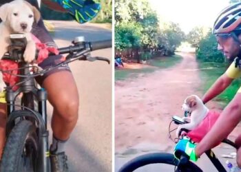 cycliste trouve chiot côté route change vie