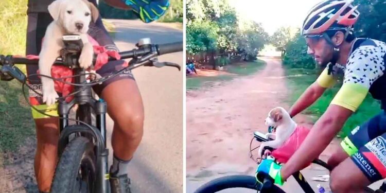 Un cycliste trouve un chiot sur le bord de la route et change sa vie pour toujours 1 cycliste trouve chiot côté route change vie