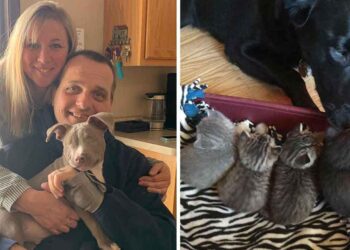 femme adopte 26 animaux compagnie refuge maison