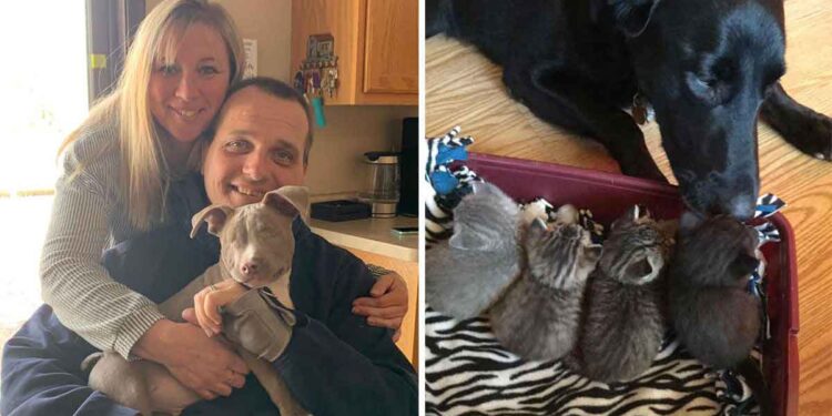 femme adopte 26 animaux compagnie refuge maison