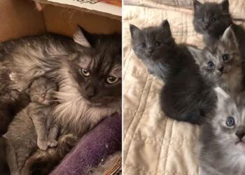 femme conduit 10 heures chatte finit sauver 4 chatons