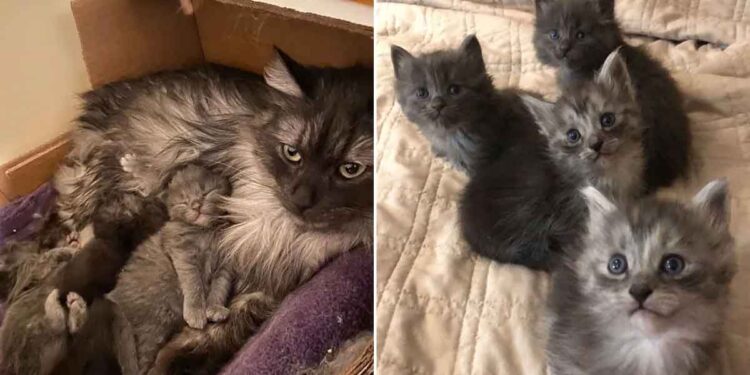 femme conduit 10 heures chatte finit sauver 4 chatons