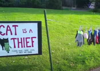 femme cree panneau mon chat est un voleur