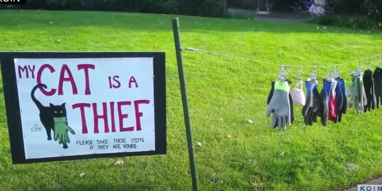 femme cree panneau mon chat est un voleur