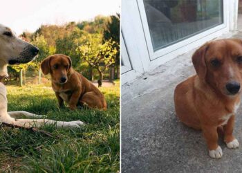 femme laisse chiens jouer nouvel ami