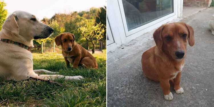 Une femme laisse ses chiens sortir jouer et ils reviennent avec un nouvel ami 1 femme laisse chiens jouer nouvel ami