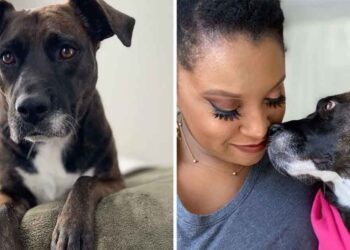 femme voit photo chien yeux tristes