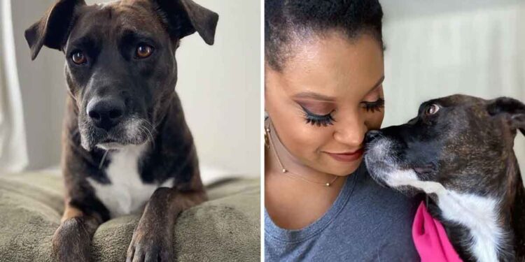 femme voit photo chien yeux tristes