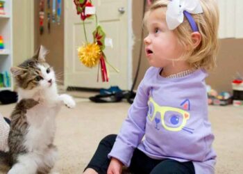 fille bras perdu adopte chaton membre manquant