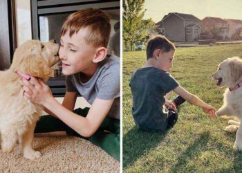 garçon différence membre adopte chien semblable