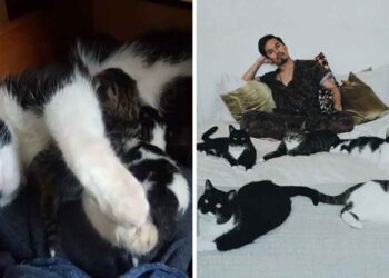 homme pas prévu adopter chats finit avoir 5