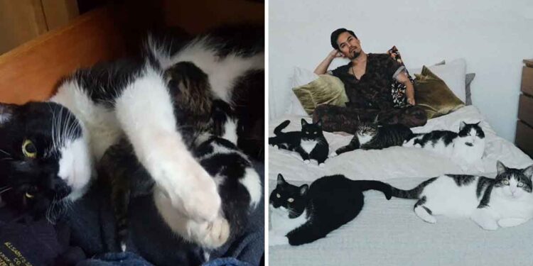 homme pas prévu adopter chats finit avoir 5