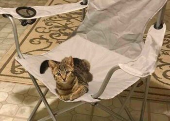 homme rentre maison trouve chaton assis sur sa chaise
