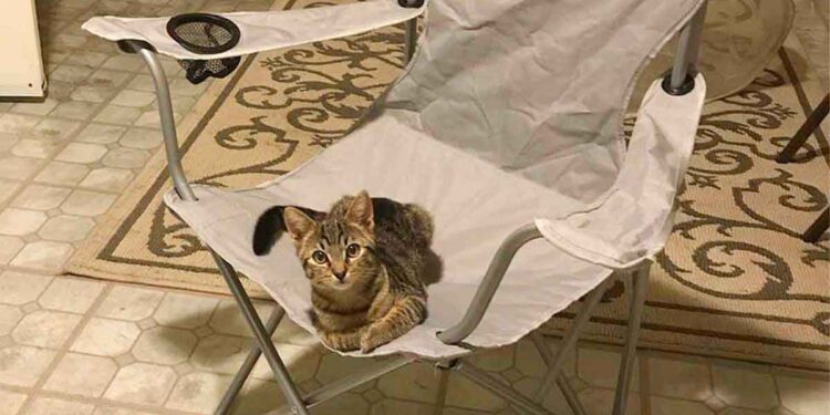 homme rentre maison trouve chaton assis sur sa chaise