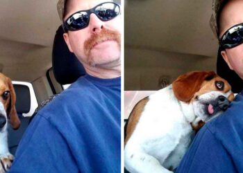 homme sauve chiot beagle euthanasié câlin