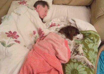 plusieurs AVC chien ne peut plus marcher chambre