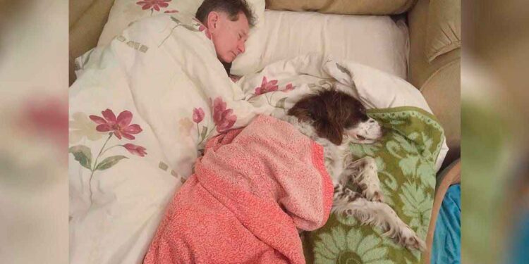 plusieurs AVC chien ne peut plus marcher chambre