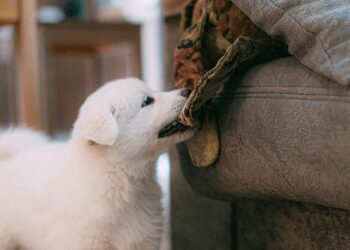 Mon chien est une nuisance ! Comportement du chien, problèmes, causes et correction 11 problèmes de comportement du chien