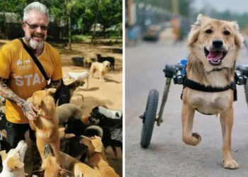 refuge s occupe chiens handicapés