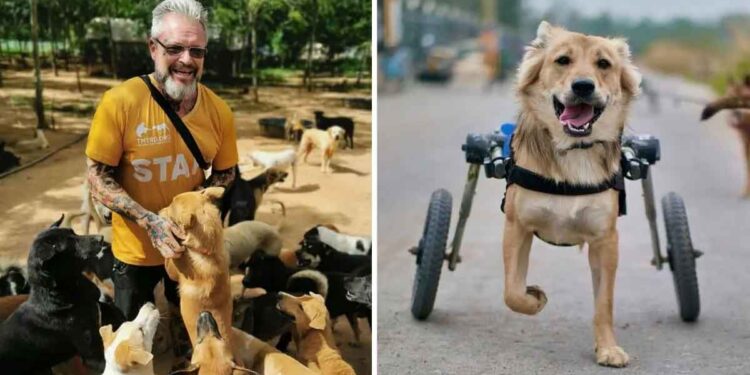 Un refuge pour animaux donne une nouvelle vie aux chiens handicapés 1 refuge s occupe chiens handicapés