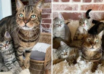 Ce chat aide prendre soin chatons famille ramène maison