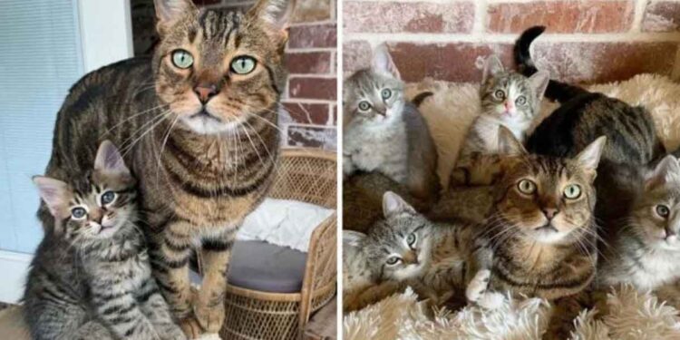 Ce chat adorable aide à prendre soin des chatons que sa famille ramène à la maison 1 Ce chat aide prendre soin chatons famille ramène maison