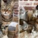 Ce chat aide prendre soin chatons famille ramène maison
