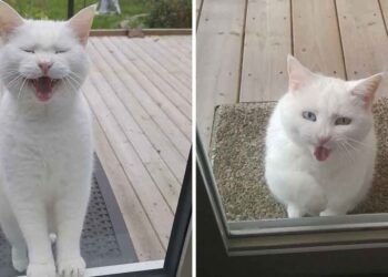 Ce chat rend visite son voisin recherche amour friandises