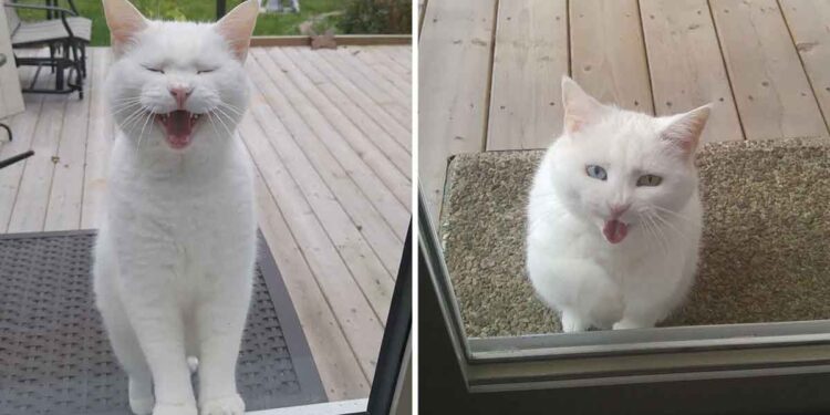 Ce chat rend visite son voisin recherche amour friandises