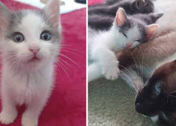 Ce chaton était seul jusqu'à ce qu'un chat l'accepte et en fasse un membre de sa famille