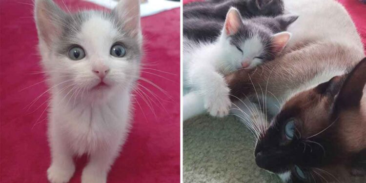 Ce chaton était seul jusqu'à ce qu'un chat l'accepte et en fasse un membre de sa famille
