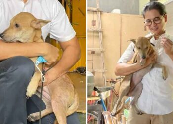 Ce chien sauve une famille cinq feu maison