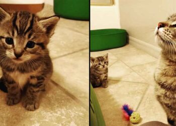 Cette chatte est si heureuse de trouver aide pour son seul chaton