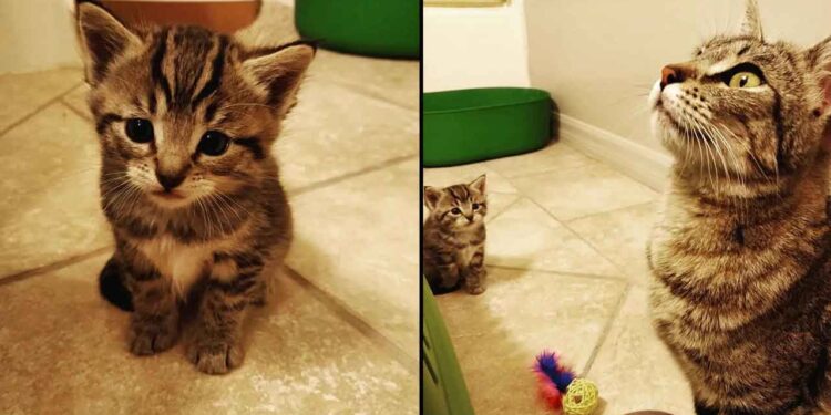 Cette chatte est si heureuse de trouver aide pour son seul chaton