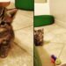 Cette chatte est si heureuse de trouver aide pour son seul chaton